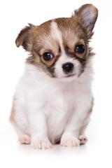 Chihuahua puppy isolated on white