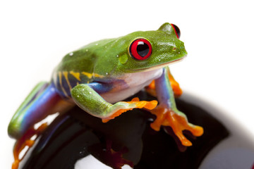 Walking Frog
