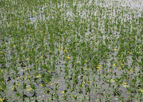 Camalotes y flores sobre espejo de agua