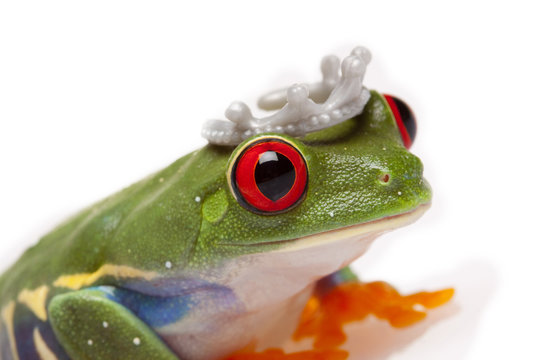 Frog Prince Portrait
