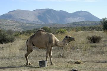 Dromedarios o camellos 145