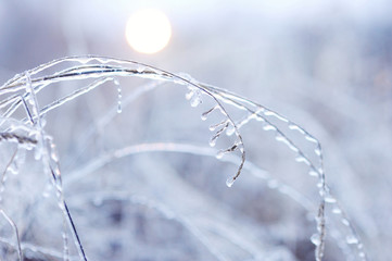 Grass covered with ice
