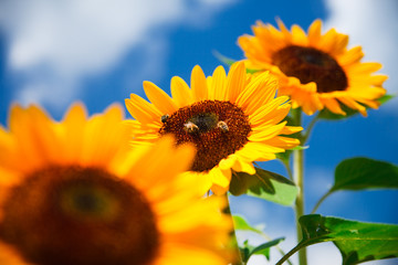 fresh sunflower on blue sky as background