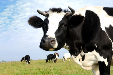 milch cow on green grass pasture