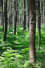 Pine forest