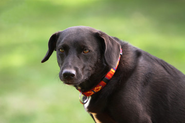 Brauner Labrador