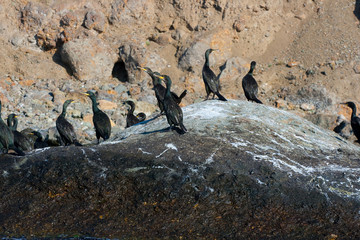 Colony crested cormorants on stones.