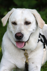 Cremefarbener Labrador Retriever