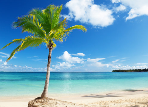 Caribbean sea and coconut pulm