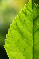 Fototapeta na wymiar Green leaf vein