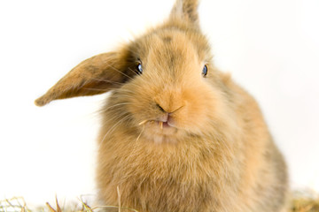 Kaninchen