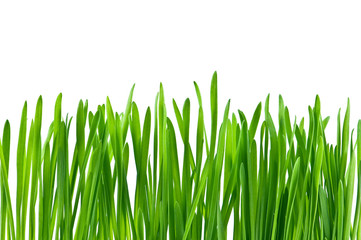 Fototapeta premium grass