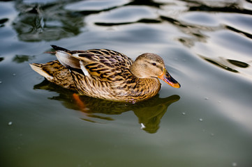 Mottled Duck