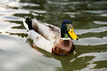 Mallard Duck