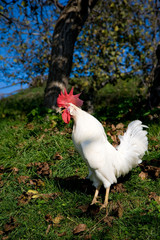 crowing white cock