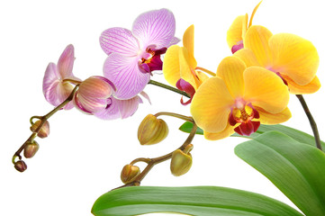 Orchideen 51
