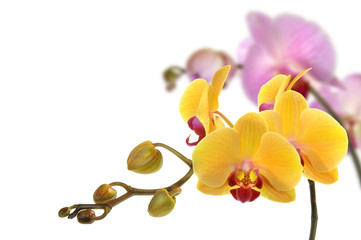 Orchideen 36