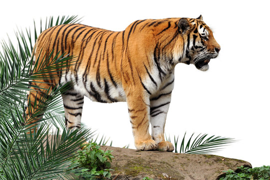 Fototapeta Zoo 138