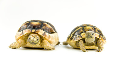Schildkröte