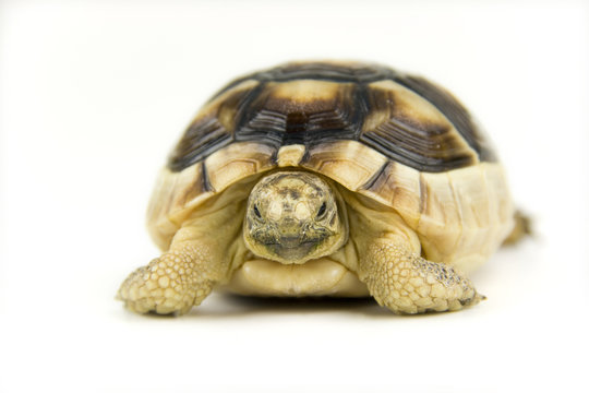 Schildkr&ouml;te