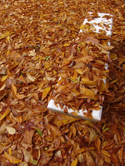 Otoño