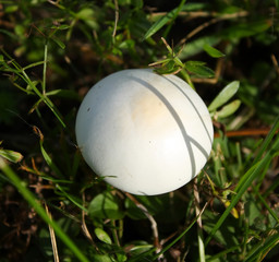 Mushroom in the grass