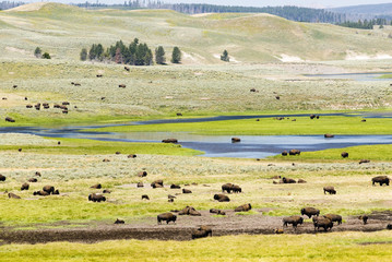 Fototapeta na wymiar Hayden Buffalo Herd w Dolinie