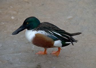 Shoveler