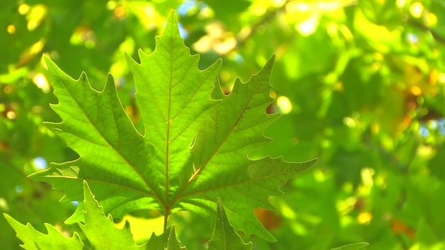 HD Fresh green leaves, closeup
