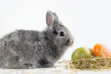 Osterhase
