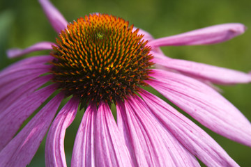 Echinacea purpurea