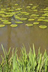 Riverbank with reeds