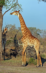 Afrikanische Giraffe, Südafrika