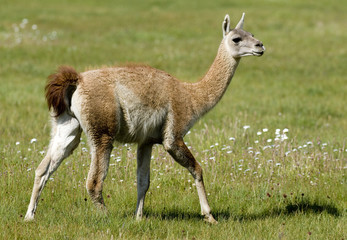Guanaco walking
