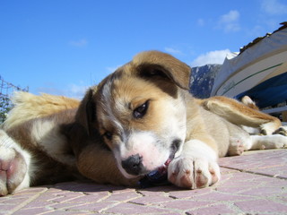 cucciolo