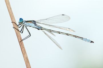Dragonfly close