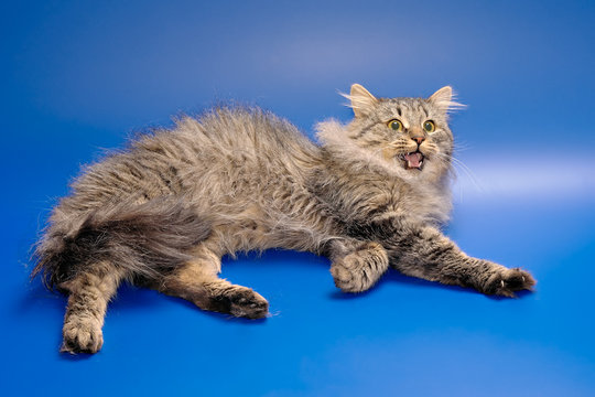 Siberian Cat With Let Out Claws