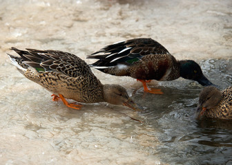 Shovelers