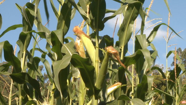 Corn field, cob