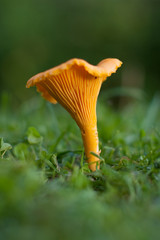 Chanterelle on the grass.