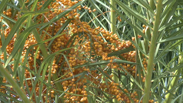 Dates fruit in palm tree