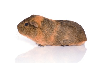 cobaye isolé sur fond blanc 
