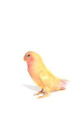 petit inséparable jaune