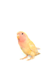 oiseau jaune isolé sur fond blanc