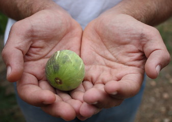 higo en las manos de hombre