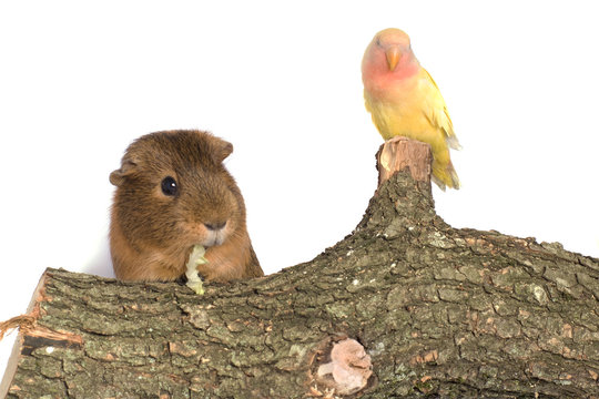 cochon d'inde "cobaye" et oiseau jaune "insparable lutino"
