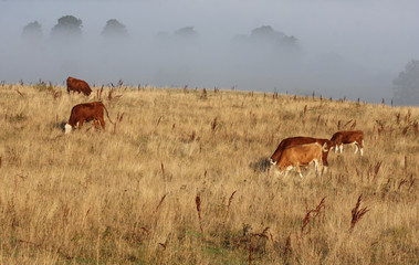Danish cows in the fog