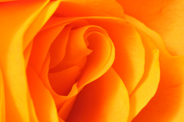 Makroaufnahme einer orangen Rosenblüte