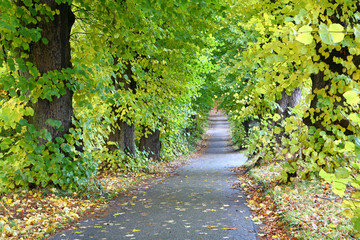 Trees and forest in Denmark