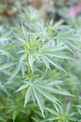 Marijuana Plant